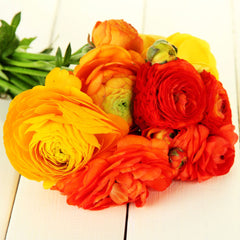 Burning Embers Collection Ranunculus Corms Bulbs Persian Buttercup Growing Bonsai Roots Rhizomes Tubers Potted Planting Reblooming Fragrant Garden Species Blooms Flower Seeds Plant Gardening