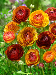 Cafe Ranunculus  Corms Bulbs Growing Bonsai Roots Rhizomes Tubers Potted Planting Reblooming Fragrant Garden Species Blooms Flower Seeds Plant Gardening