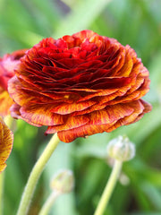 Cafe Ranunculus  Corms Bulbs Growing Bonsai Roots Rhizomes Tubers Potted Planting Reblooming Fragrant Garden Species Blooms Flower Seeds Plant Gardening