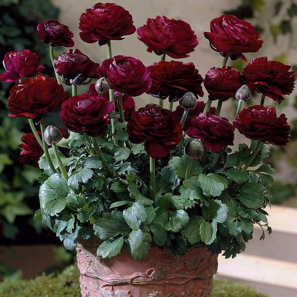 Tomer Purple Ranunculus Corms Bulbs Persian Buttercup Growing Bonsai Roots Rhizomes Tubers Potted Planting Reblooming Fragrant Garden Species Blooms Flower Seeds Plant Gardening