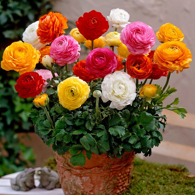 potted ranunculus plant Ranunculus Dwarf Tomer Mixed Corms Bulbs Growing Bonsai Roots Rhizomes Tubers Potted Planting Reblooming Fragrant Garden Species Blooms Flower Seeds Plant Gardening