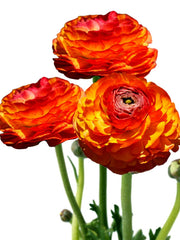Flamenco Ranunculus Corms Bulbs Persian Buttercup Growing Bonsai Roots Rhizomes Tubers Potted Planting Reblooming Fragrant Garden Species Blooms Flower Seeds Plant Gardening