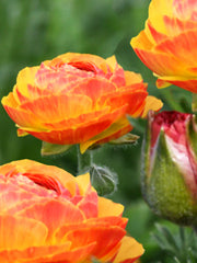 Flamenco Ranunculus Corms Bulbs Persian Buttercup Growing Bonsai Roots Rhizomes Tubers Potted Planting Reblooming Fragrant Garden Species Blooms Flower Seeds Plant Gardening