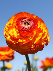 Flamenco Ranunculus Corms Bulbs Persian Buttercup Growing Bonsai Roots Rhizomes Tubers Potted Planting Reblooming Fragrant Garden Species Blooms Flower Seeds Plant Gardening