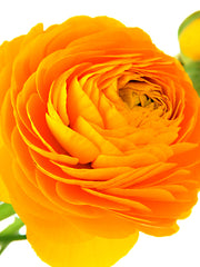 Gold Ranunculus Corms Bulbs Persian Buttercup Growing Bonsai Roots Rhizomes Tubers Potted Planting Reblooming Fragrant Garden Species Blooms Flower Seeds Plant Gardening - Seedsplant