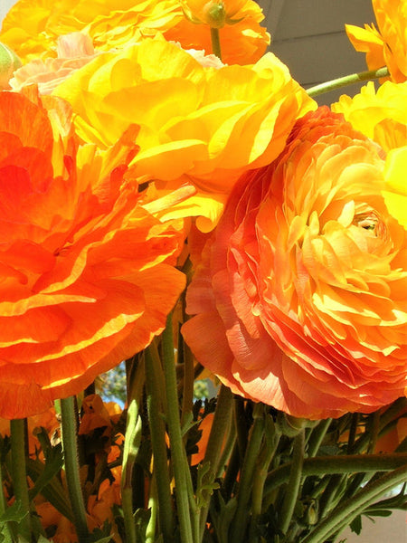 Gold Ranunculus Corms Bulbs Persian Buttercup Growing Bonsai Roots Rhizomes Tubers Potted Planting Reblooming Fragrant Garden Species Blooms Flower Seeds Plant Gardening