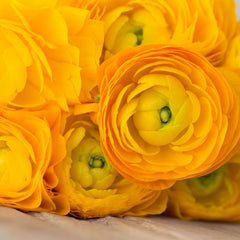 Gold Ranunculus Corms Bulbs Persian Buttercup Growing Bonsai Roots Rhizomes Tubers Potted Planting Reblooming Fragrant Garden Species Blooms Flower Seeds Plant Gardening