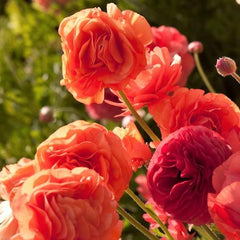 Rose Ranunculus Corms Bulbs Persian Buttercup Growing Bonsai Roots Rhizomes Tubers Potted Planting Reblooming Fragrant Garden Species Blooms Flower Seeds Plant Gardening