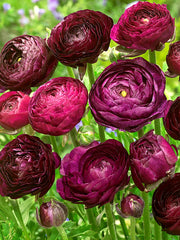 Merlot Ranunculus  Corms Bulbs Growing Bonsai Roots Rhizomes Tubers Potted Planting Reblooming Fragrant Garden Species Blooms Flower Seeds Plant Gardening