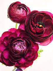 Merlot Ranunculus  Corms Bulbs Growing Bonsai Roots Rhizomes Tubers Potted Planting Reblooming Fragrant Garden Species Blooms Flower Seeds Plant Gardening