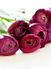 Merlot Ranunculus  Corms Bulbs Growing Bonsai Roots Rhizomes Tubers Potted Planting Reblooming Fragrant Garden Species Blooms Flower Seeds Plant Gardening