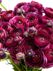 Merlot Ranunculus  Corms Bulbs Growing Bonsai Roots Rhizomes Tubers Potted Planting Reblooming Fragrant Garden Species Blooms Flower Seeds Plant Gardening