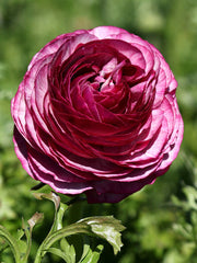 Merlot Ranunculus  Corms Bulbs Growing Bonsai Roots Rhizomes Tubers Potted Planting Reblooming Fragrant Garden Species Blooms Flower Seeds Plant Gardening