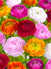 Mix Ranunculus Corms Bulbs Persian Buttercup Growing Bonsai Roots Rhizomes Tubers Potted Planting Reblooming Fragrant Garden Species Blooms Flower Seeds Plant Gardening