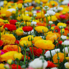 Ranunculus Mix Corms Bulbs Growing Bonsai Roots Rhizomes Tubers Potted Planting Reblooming Fragrant Garden Species Blooms Flower Seeds Plant Gardening