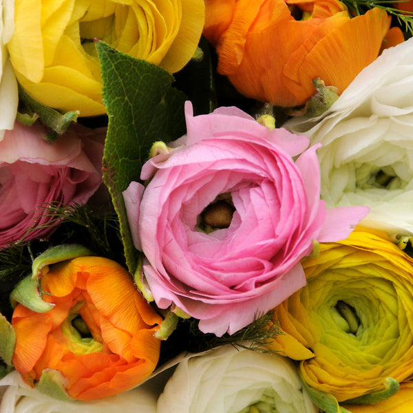 Ranunculus Mix Corms Bulbs Growing Bonsai Roots Rhizomes Tubers Potted Planting Reblooming Fragrant Garden Species Blooms Flower Seeds Plant Gardening