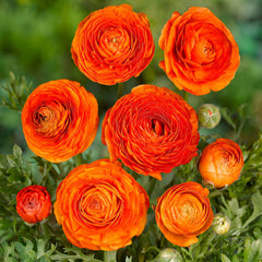 Ranunculus Bulbs Orange Corms Growing Bonsai Roots Rhizomes Tubers Potted Planting Reblooming Fragrant Garden Species Blooms Flower Seeds Plant Gardening