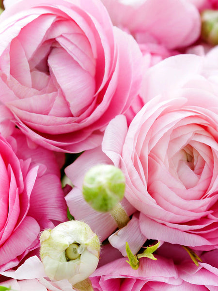 Pastel Mix Ranunculus Bulbs Corms Growing Bonsai Roots Rhizomes Tubers Potted Planting Reblooming Fragrant Garden Species Blooms Flower Seeds Plant Gardening