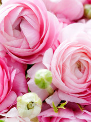 Pastel Mix Ranunculus Bulbs Corms Growing Bonsai Roots Rhizomes Tubers Potted Planting Reblooming Fragrant Garden Species Blooms Flower Seeds Plant Gardening - Seedsplant