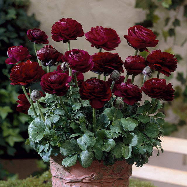 planting ranunculus in a pot Pauline Violet Ranunculus Corms Bulbs Persian Buttercup Growing Bonsai Roots Rhizomes Tubers Potted Planting Reblooming Fragrant Garden Species Blooms Flower Seeds Plant Gardening