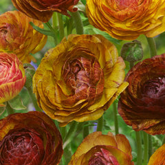 Picotee Cafe au Lait 6/7cm Ranunculus Corms Bulbs Growing Bonsai Roots Rhizomes Tubers Potted Planting Reblooming Fragrant Garden Species Blooms Flower Seeds Plant Gardening