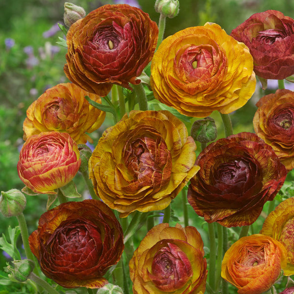 Picotee Cafe au Lait 6/7cm Ranunculus Corms Bulbs Growing Bonsai Roots Rhizomes Tubers Potted Planting Reblooming Fragrant Garden Species Blooms Flower Seeds Plant Gardening