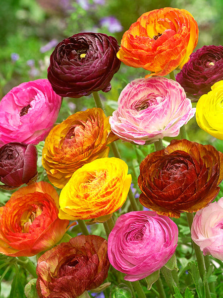 Mixed Ranunculus Corms Bulbs Persian Buttercup Growing Bonsai Roots Rhizomes Tubers Potted Planting Reblooming Fragrant Garden Species Blooms Flower Seeds Plant Gardening