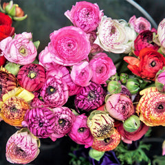 Flower Fields Collection Ranunculus Corms Bulbs Persian Buttercup Growing Bonsai Roots Rhizomes Tubers Potted Planting Reblooming Fragrant Garden Species Blooms Flower Seeds Plant Gardening