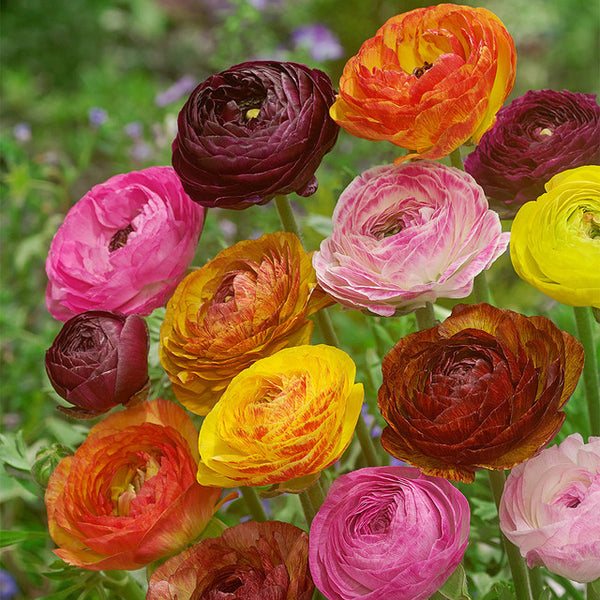 Ranunculus Mixed Corms Bulbs Growing Bonsai Roots Rhizomes Tubers Potted Planting Reblooming Fragrant Garden Species Blooms Flower Seeds Plant Gardening