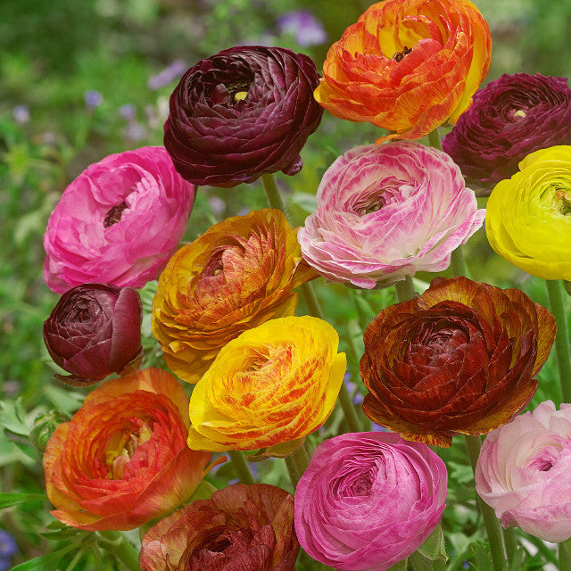 buttercup flower seeds Picotee Mixed 6-7cm Ranunculus Corms Bulbs Persian Buttercup Growing Bonsai Roots Rhizomes Tubers Potted Planting Reblooming Fragrant Garden Species Blooms Flower Seeds Plant Gardening