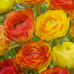 Picotee Orange Ranunculus Bulbs Corms Growing Bonsai Roots Rhizomes Tubers Potted Planting Reblooming Fragrant Garden Species Blooms Flower Seeds Plant Gardening - Seedsplant