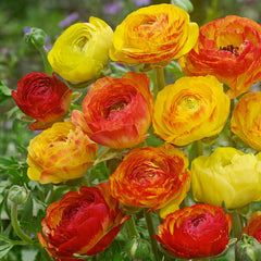 Picotee Orange Ranunculus Bulbs Corms Growing Bonsai Roots Rhizomes Tubers Potted Planting Reblooming Fragrant Garden Species Blooms Flower Seeds Plant Gardening - Seedsplant