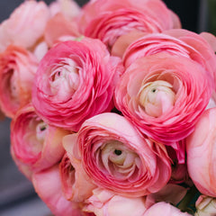 Ranunculus Pink  Corms Bulbs Growing Bonsai Roots Rhizomes Tubers Potted Planting Reblooming Fragrant Garden Species Blooms Flower Seeds Plant Gardening