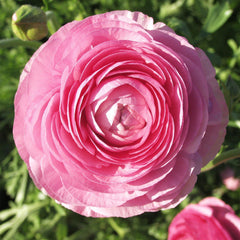 Ranunculus Pink  Corms Bulbs Growing Bonsai Roots Rhizomes Tubers Potted Planting Reblooming Fragrant Garden Species Blooms Flower Seeds Plant Gardening