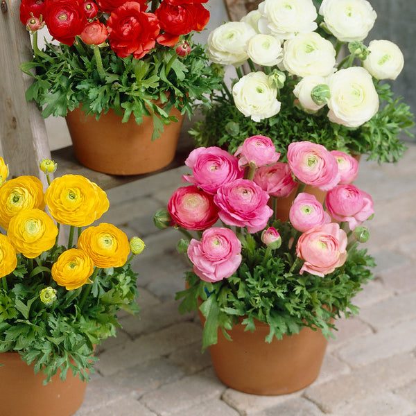 Pink Ranunculus  Corms Bulbs Growing Bonsai Roots Rhizomes Tubers Potted Planting Reblooming Fragrant Garden Species Blooms Flower Seeds Plant Gardening
