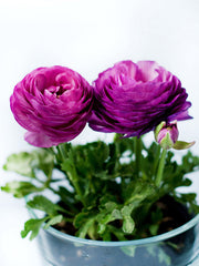 Purple Ranunculus Corms Bulbs Persian Buttercup Growing Bonsai Roots Rhizomes Tubers Potted Planting Reblooming Fragrant Garden Species Blooms Flower Seeds Plant Gardening
