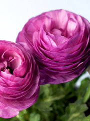 Purple Ranunculus Corms Bulbs Persian Buttercup Growing Bonsai Roots Rhizomes Tubers Potted Planting Reblooming Fragrant Garden Species Blooms Flower Seeds Plant Gardening