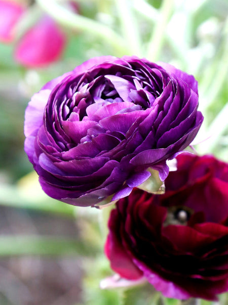 Purple Ranunculus Corms Bulbs Persian Buttercup Growing Bonsai Roots Rhizomes Tubers Potted Planting Reblooming Fragrant Garden Species Blooms Flower Seeds Plant Gardening