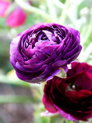 Purple Ranunculus Corms Bulbs Persian Buttercup Growing Bonsai Roots Rhizomes Tubers Potted Planting Reblooming Fragrant Garden Species Blooms Flower Seeds Plant Gardening