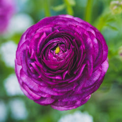 Purple Ranunculus Bulbs Corms Growing Bonsai Roots Rhizomes Tubers Potted Planting Reblooming Fragrant Garden Species Blooms Flower Seeds Plant Gardening