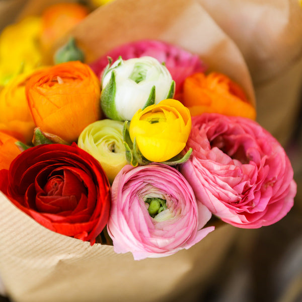 Rainbow Mix Ranunculus Corms Bulbs Persian Buttercup Growing Bonsai Roots Rhizomes Tubers Potted Planting Reblooming Fragrant Garden Species Blooms Flower Seeds Plant Gardening