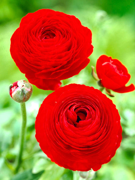 Ranunculus Bulbs Red Corms Growing Bonsai Roots Rhizomes Tubers Potted Planting Reblooming Fragrant Garden Species Blooms Flower Seeds Plant Gardening