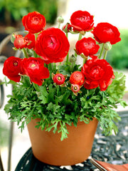 Ranunculus Bulbs Red Corms Growing Bonsai Roots Rhizomes Tubers Potted Planting Reblooming Fragrant Garden Species Blooms Flower Seeds Plant Gardening
