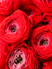 Ranunculus Bulbs Red Corms Growing Bonsai Roots Rhizomes Tubers Potted Planting Reblooming Fragrant Garden Species Blooms Flower Seeds Plant Gardening
