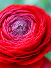 Ranunculus Bulbs Red Corms Growing Bonsai Roots Rhizomes Tubers Potted Planting Reblooming Fragrant Garden Species Blooms Flower Seeds Plant Gardening