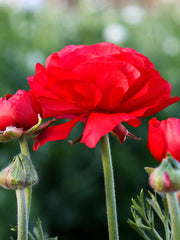 Ranunculus Bulbs Red Corms Growing Bonsai Roots Rhizomes Tubers Potted Planting Reblooming Fragrant Garden Species Blooms Flower Seeds Plant Gardening