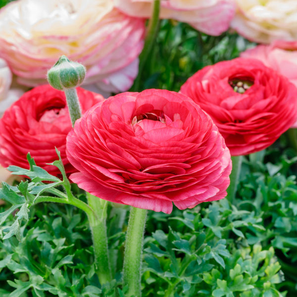Rose Ranunculus Corms Bulbs Persian Buttercup Growing Bonsai Roots Rhizomes Tubers Potted Planting Reblooming Fragrant Garden Species Blooms Flower Seeds Plant Gardening