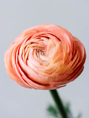 Ranunculus Salmon Corms Bulbs Growing Bonsai Roots Rhizomes Tubers Potted Planting Reblooming Fragrant Garden Species Blooms Flower Seeds Plant Gardening