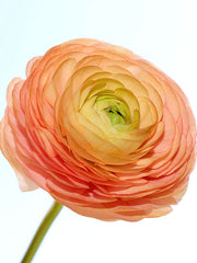 Ranunculus Salmon Corms Bulbs Growing Bonsai Roots Rhizomes Tubers Potted Planting Reblooming Fragrant Garden Species Blooms Flower Seeds Plant Gardening