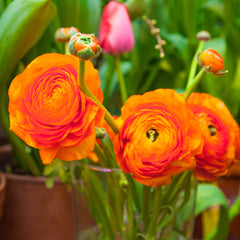 Sunset Ranunculus  Corms Bulbs Growing Bonsai Roots Rhizomes Tubers Potted Planting Reblooming Fragrant Garden Species Blooms Flower Seeds Plant Gardening